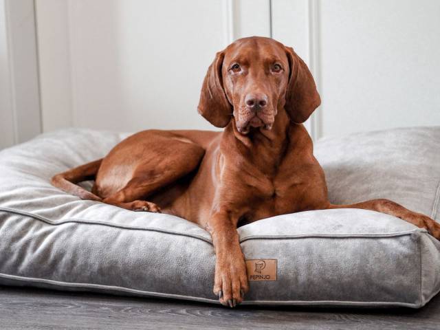 Ferienwohnung mit Hund - Gut Oehe