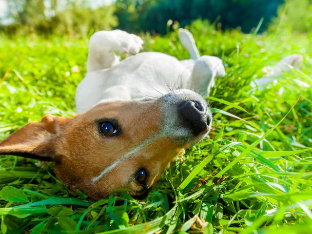 Ferienhaus mit Hund - Gut Oehe